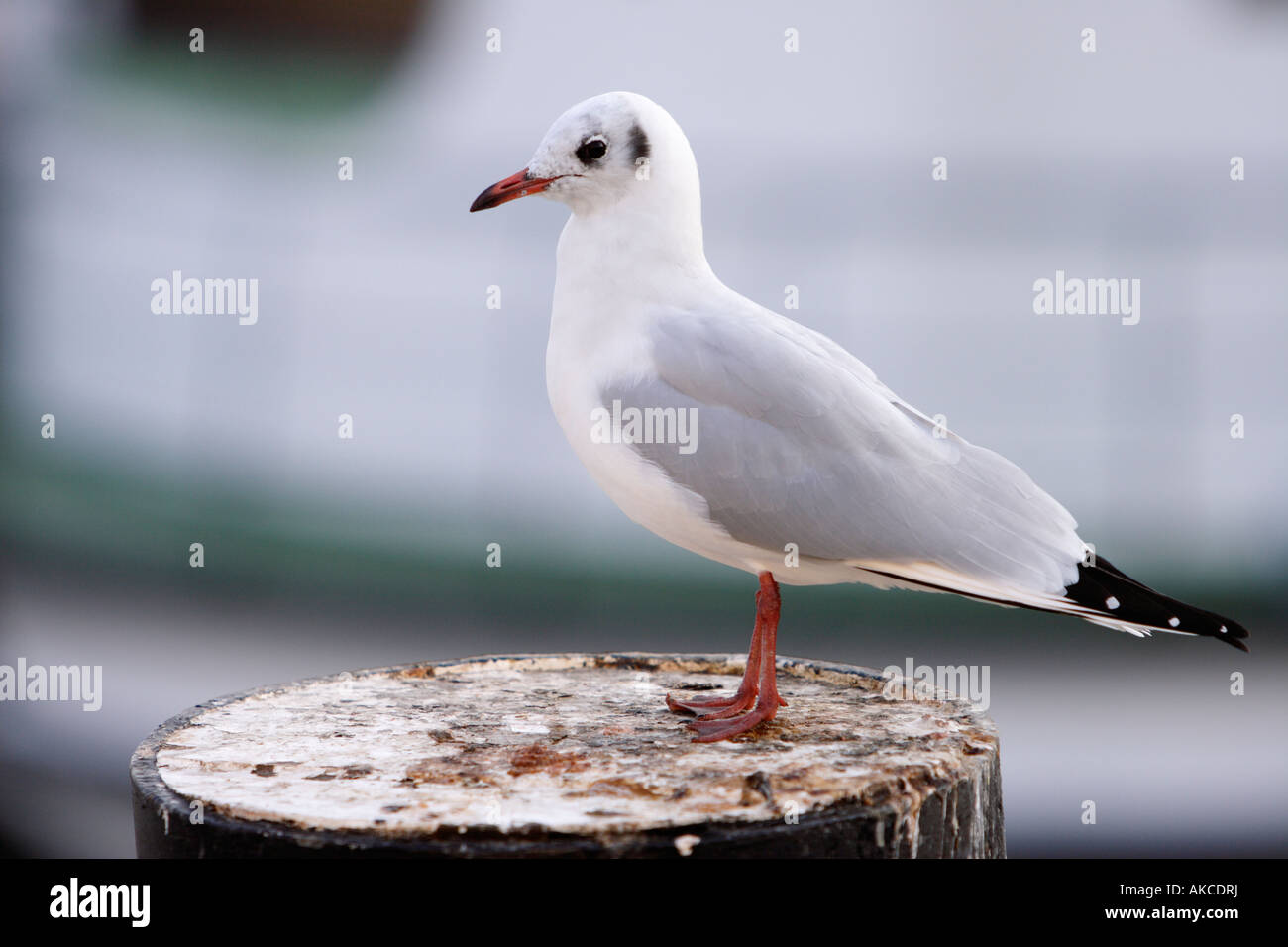 Silberne Möwe (Larus Novaehollandiae) ist in der Nähe Nordsee in Büsum, Norddeutschland gesehen. Stockfoto