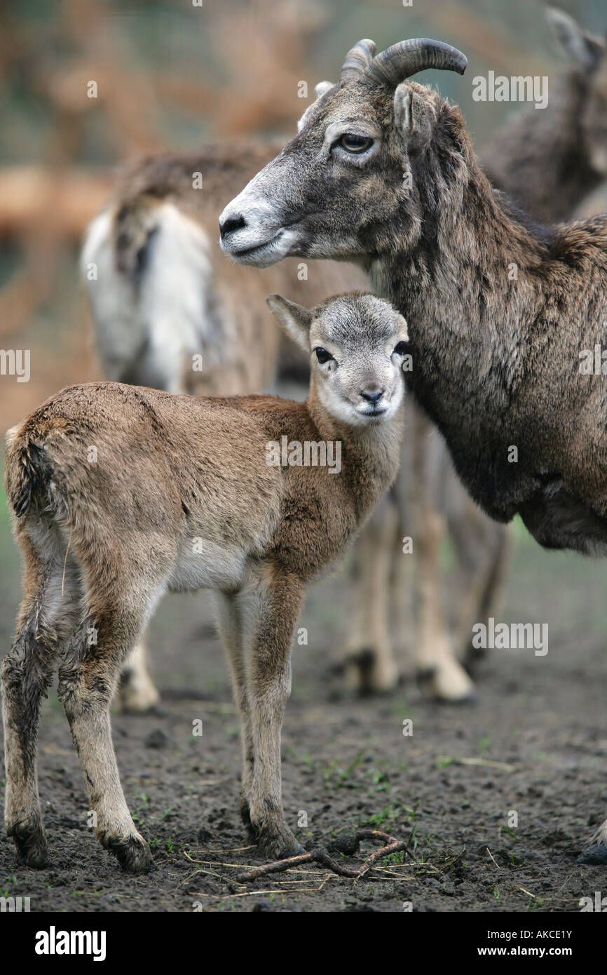Europäischer Mufflon mit Mutter - Ovis Ammon musimon Stockfoto
