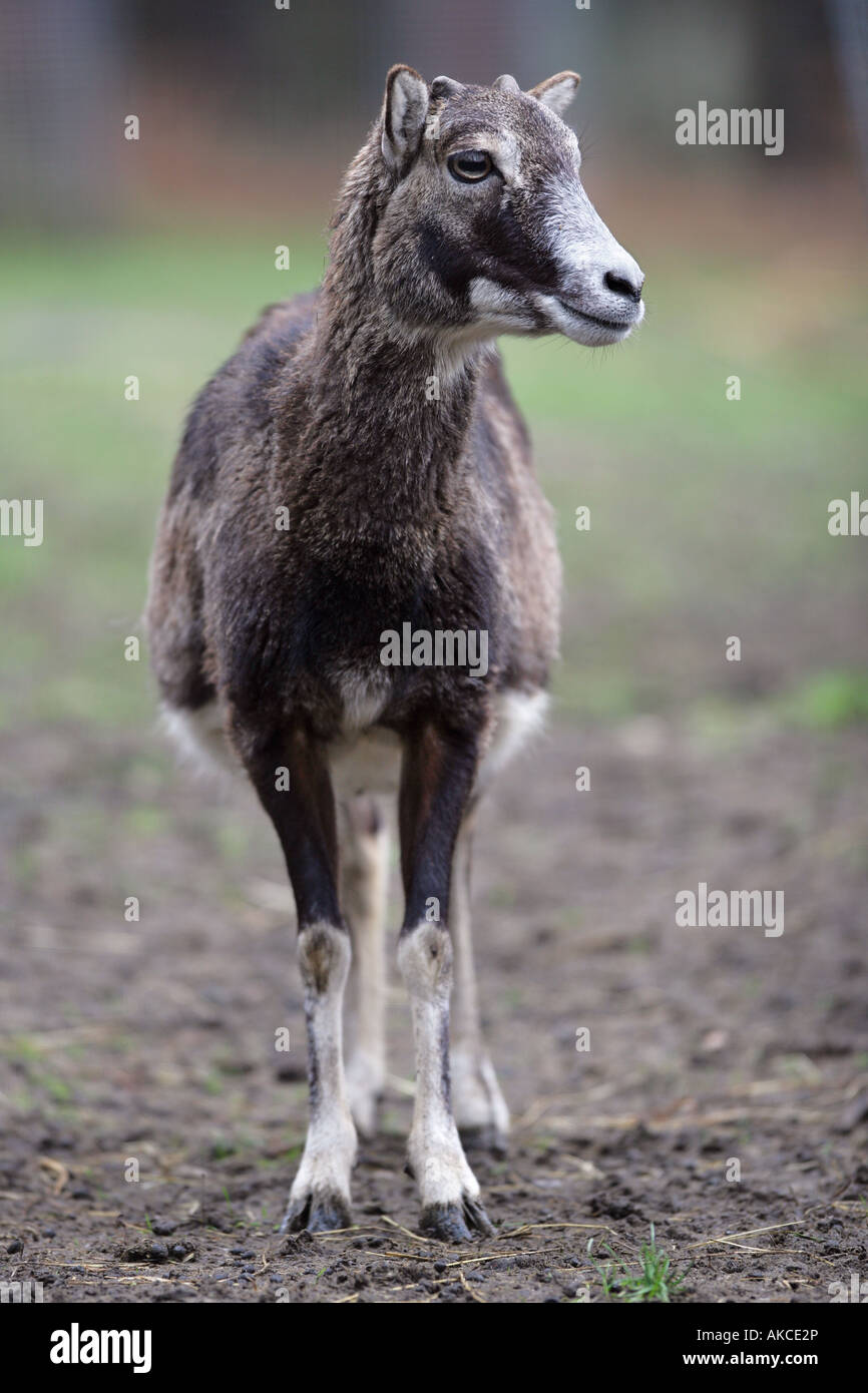 Europäischer Mufflon Closeup - Ovis Ammon musimon Stockfoto