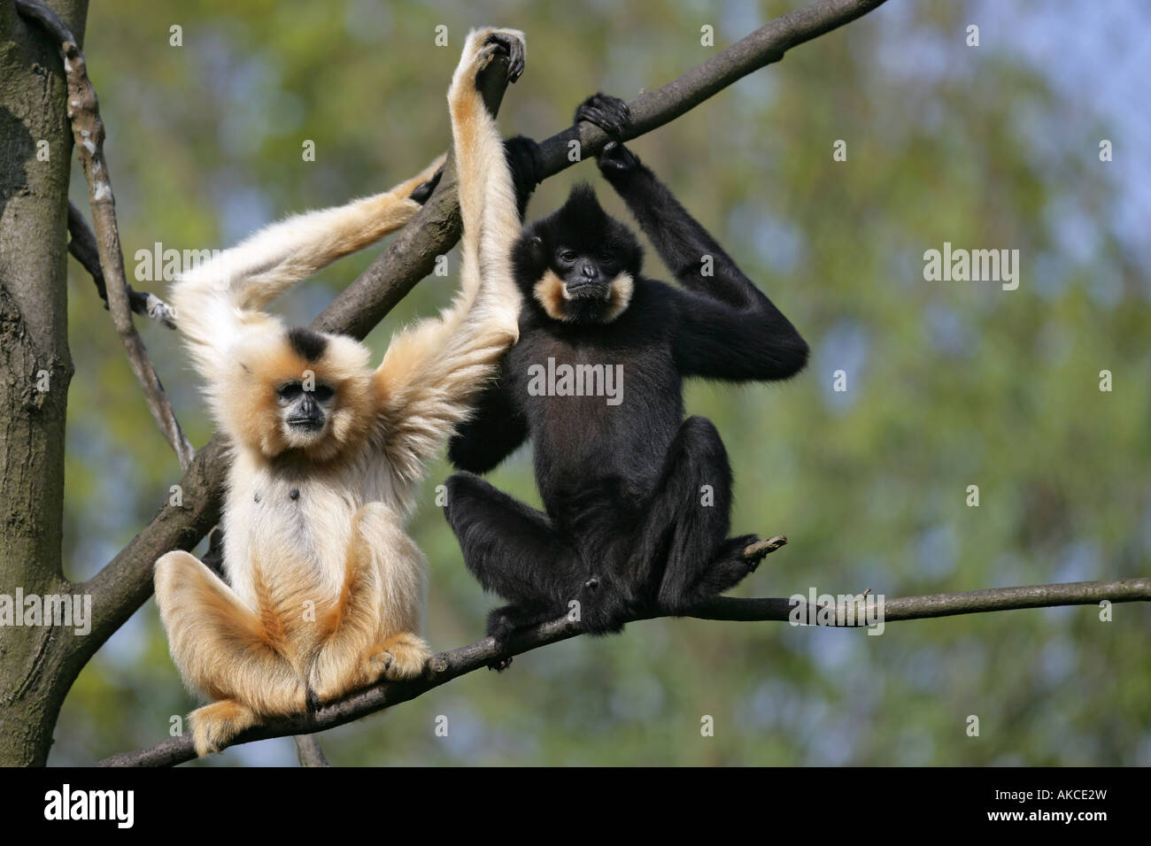 Gibbon paar sitzt auf einem Baum - Hylobates gabriellae Stockfoto