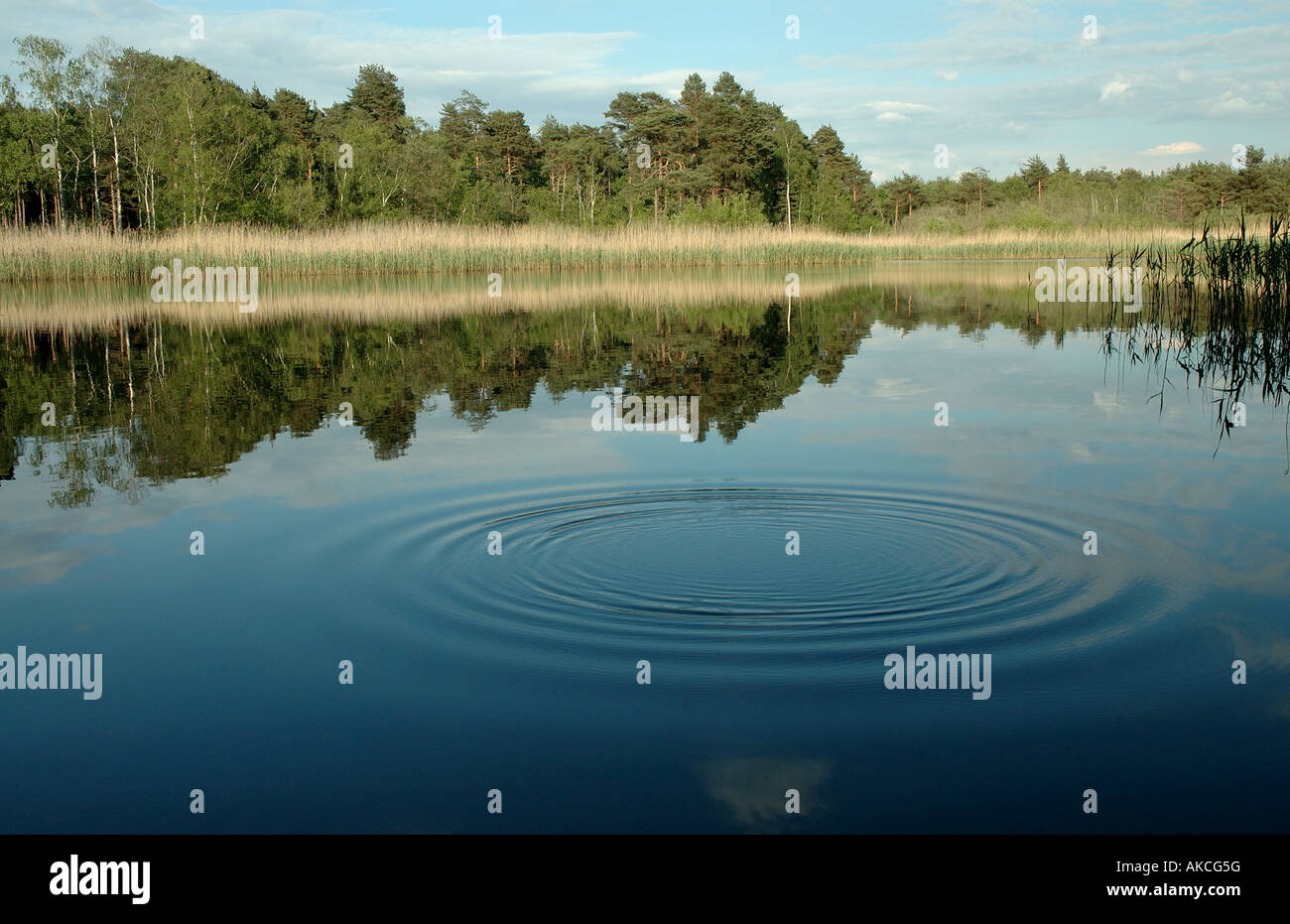 Eine Welle des Wassers im schwarzen Teich, gemeinsame Esher, Surrey, UK Stockfoto