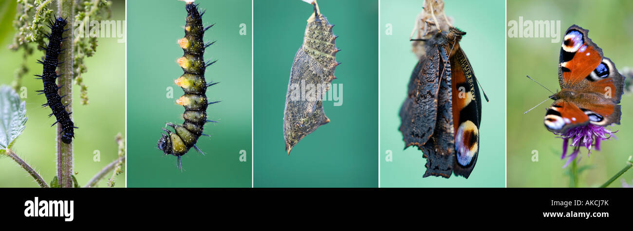 Aglais Io. Lebenszyklus der Pfau Schmetterling Sequenz Stockfoto