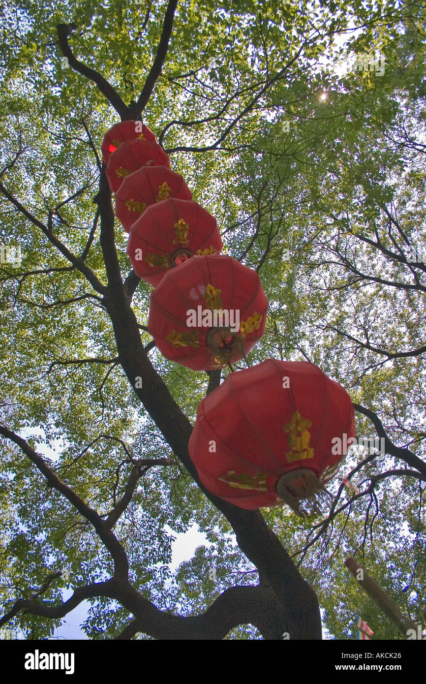 Chinesische Lampions an einem Baum hängen Stockfotografie