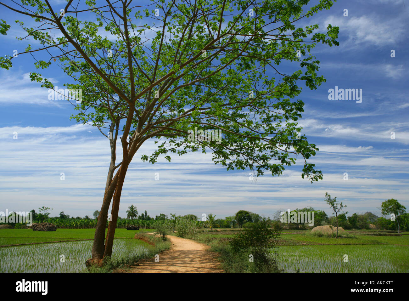 Idyllischer Blick auf einen rustikalen Pfad unter Reisfelder in Somnathpur, Karnataka, Indien. Stockfoto