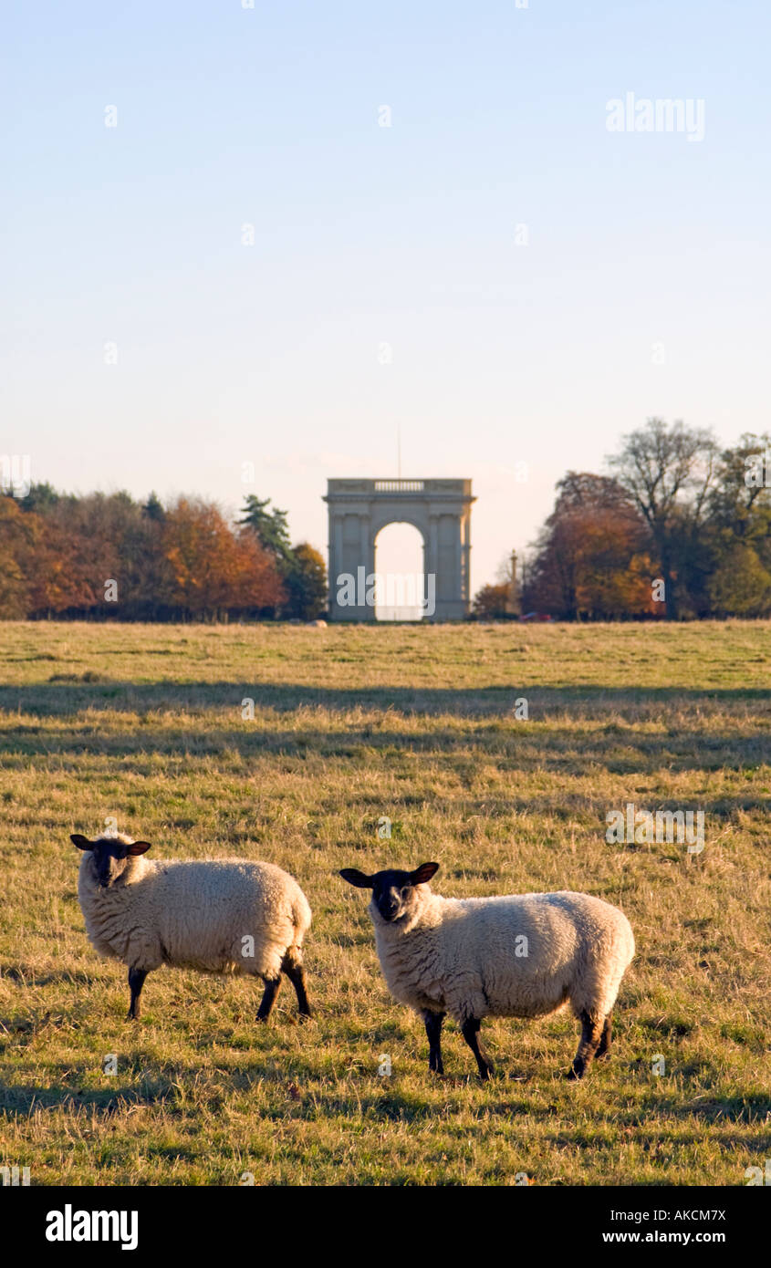 Zwei Schafe weiden in einer Parklandschaft in Stowe Landscape Gardens, Buckinghamshire, England, mit dem korinthischen Bogen im Hintergrund Stockfoto