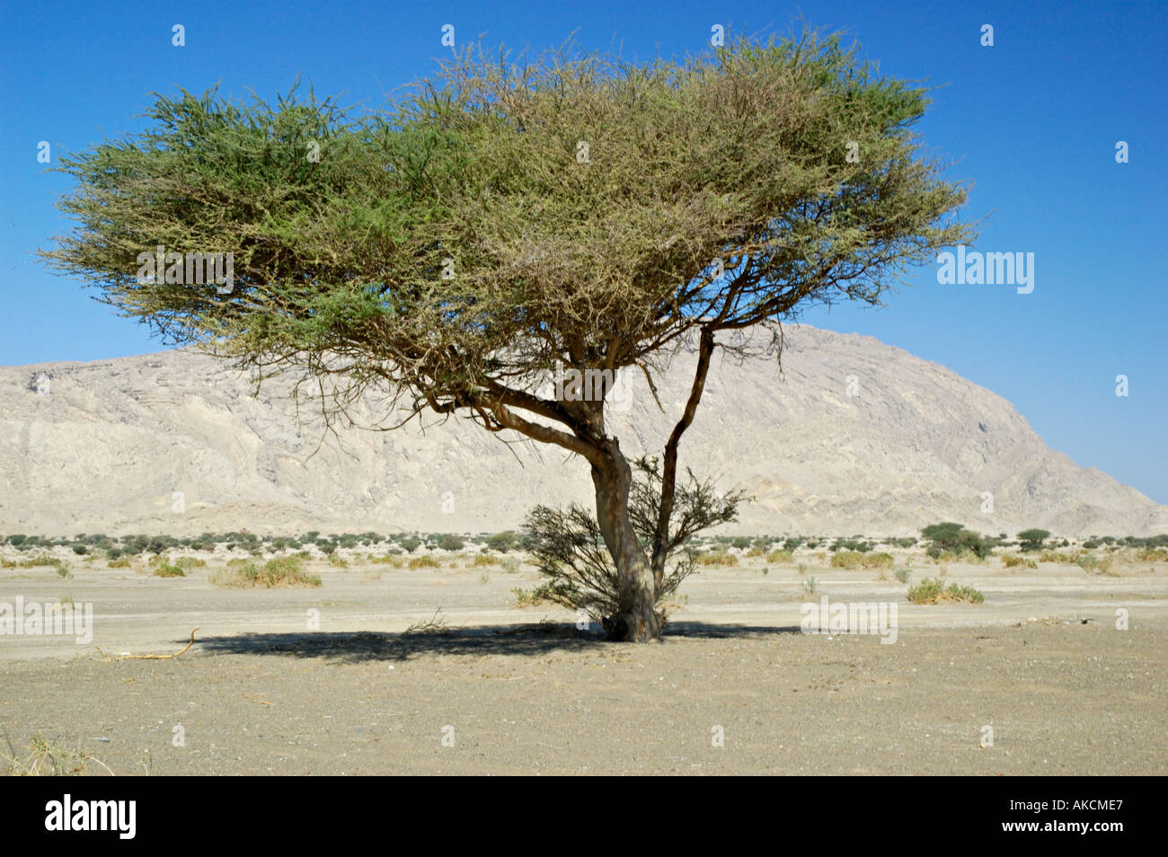 Acacia Acacia Tortilis in der Nähe von Jebel Hafit Buraimi Oman Stockfoto