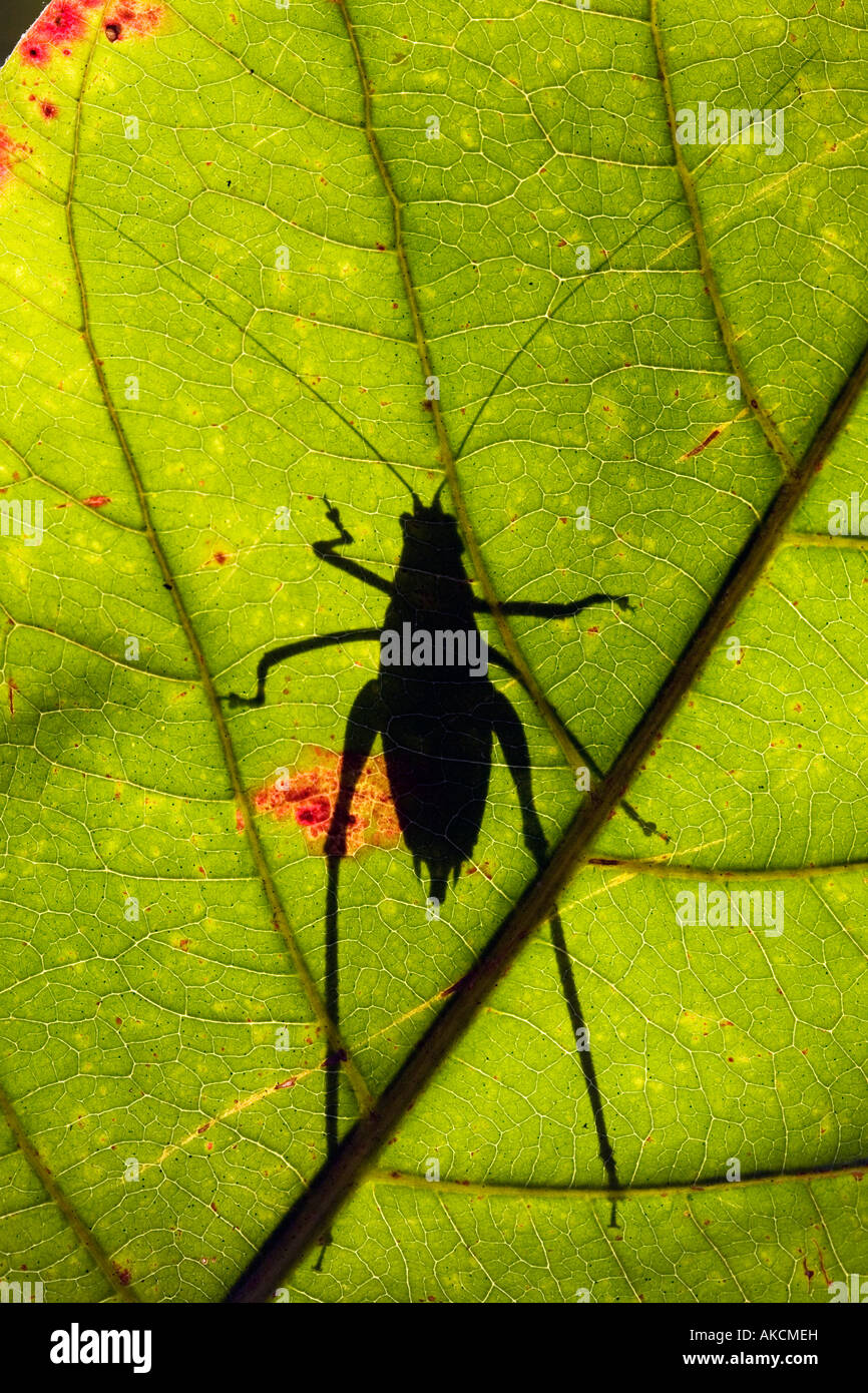 Long – gehörnte Grasshopper / Bush-Cricket / Grashuepfer shadow auf Blatt in der indischen Landschaft. Indien Stockfoto
