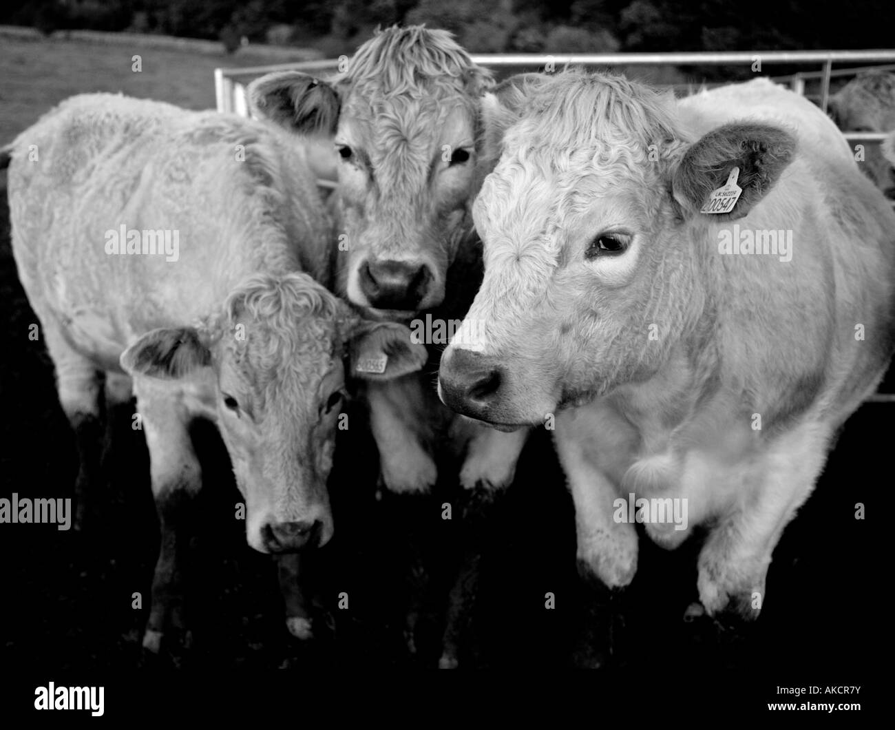 Eine Gruppe von star struck Rinder posiert für die Kamera Stockfoto