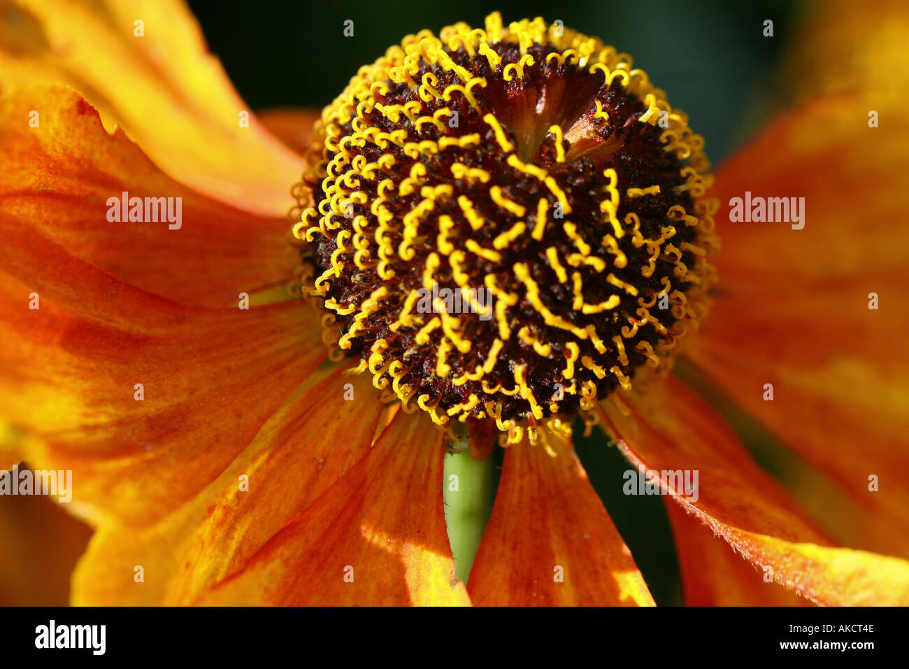 Helenium Helen's Flower Sneezeweed Stockfoto