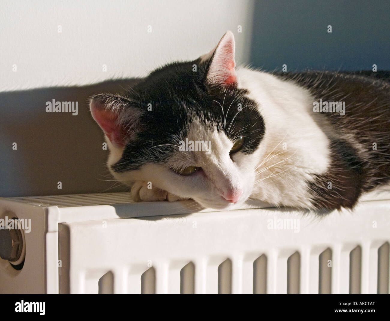 eine müde alte "Black And White" kreuzen Hauskatze Suche nach Wärme auf einem Heizkörper Stockfoto