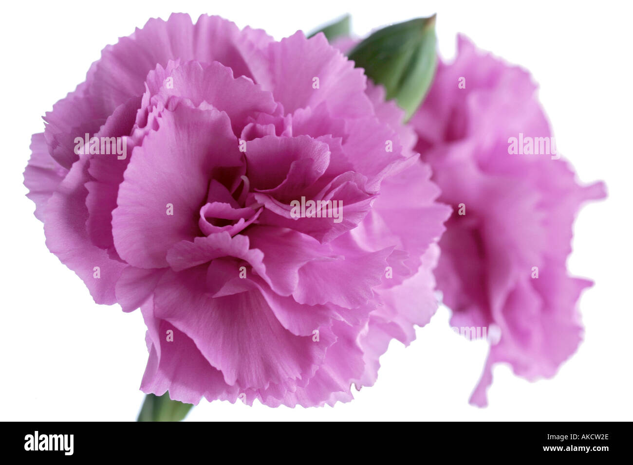 NELKE (DIANTHUS) Stockfoto