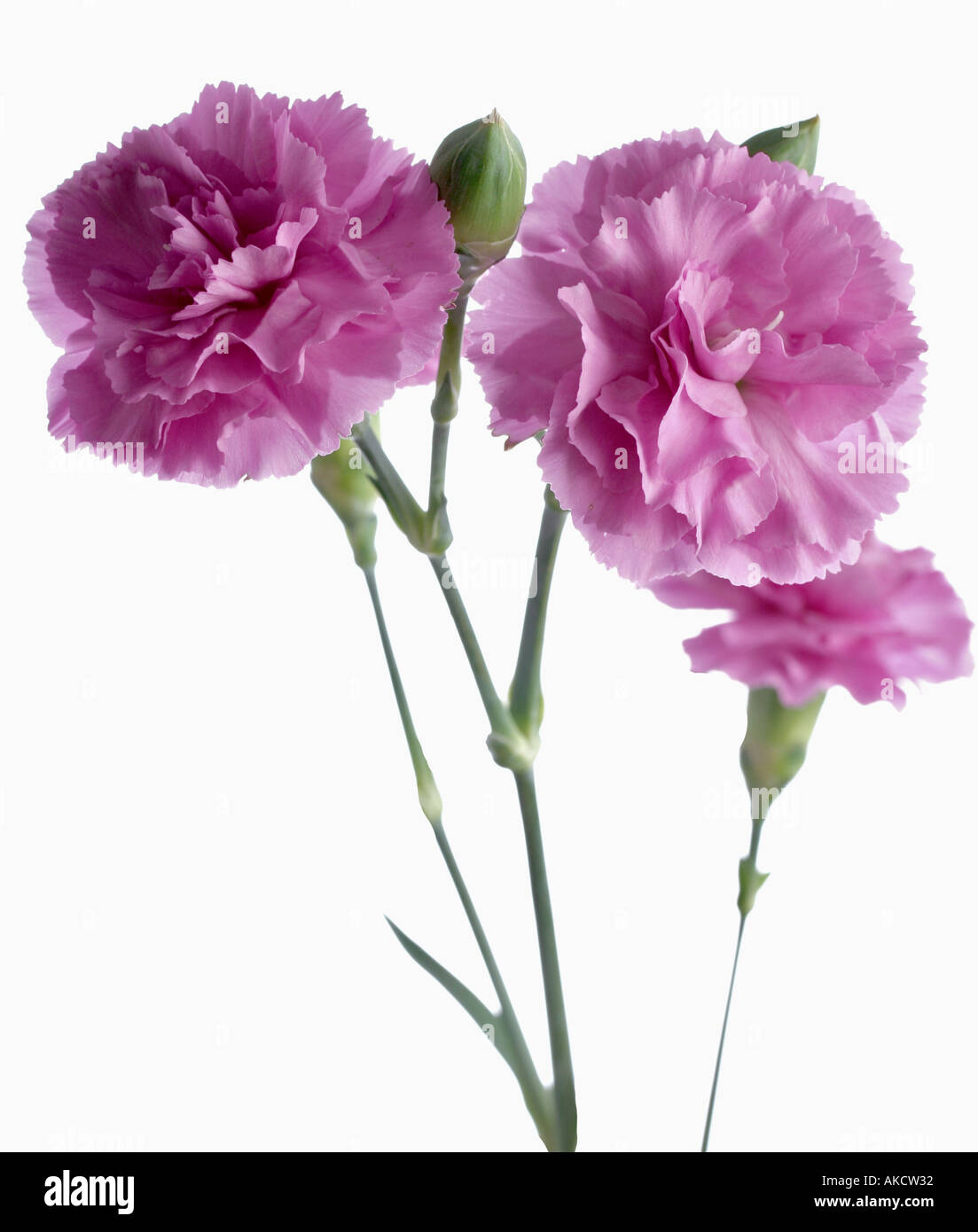 NELKE (DIANTHUS) Stockfoto