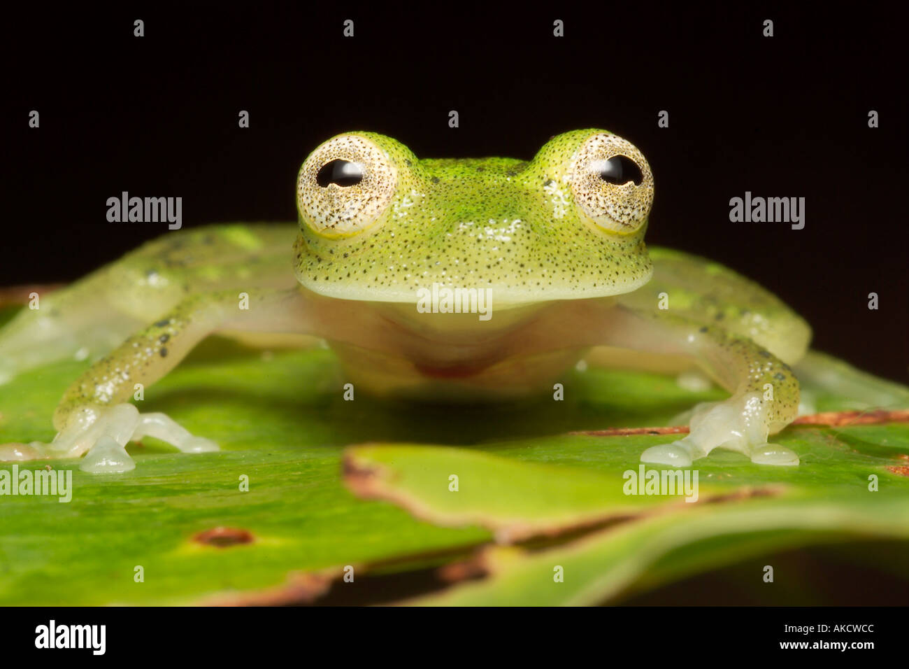 Glas Frosch Hyalinobatrachium sp (neu entdeckten Arten) Lago Preto Erhaltung Konzession Amazonas Regenwald Yavari Vall Stockfoto