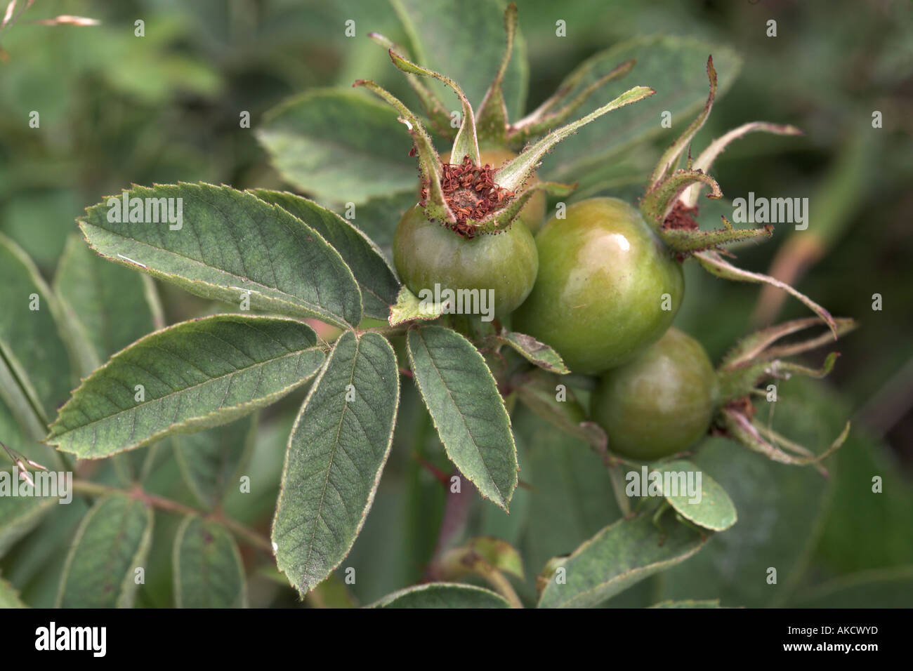 Unreife Hagebutten von? Hundsrose Rosa canina Stockfoto