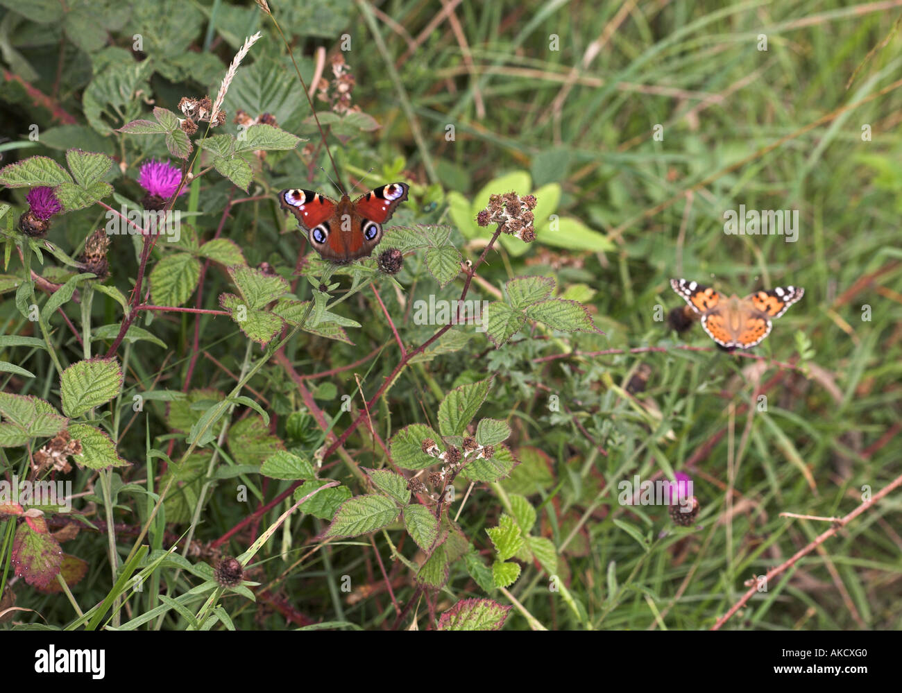 Pfau und Distelfalter Schmetterlinge in einer Sommer-Hecke Stockfoto