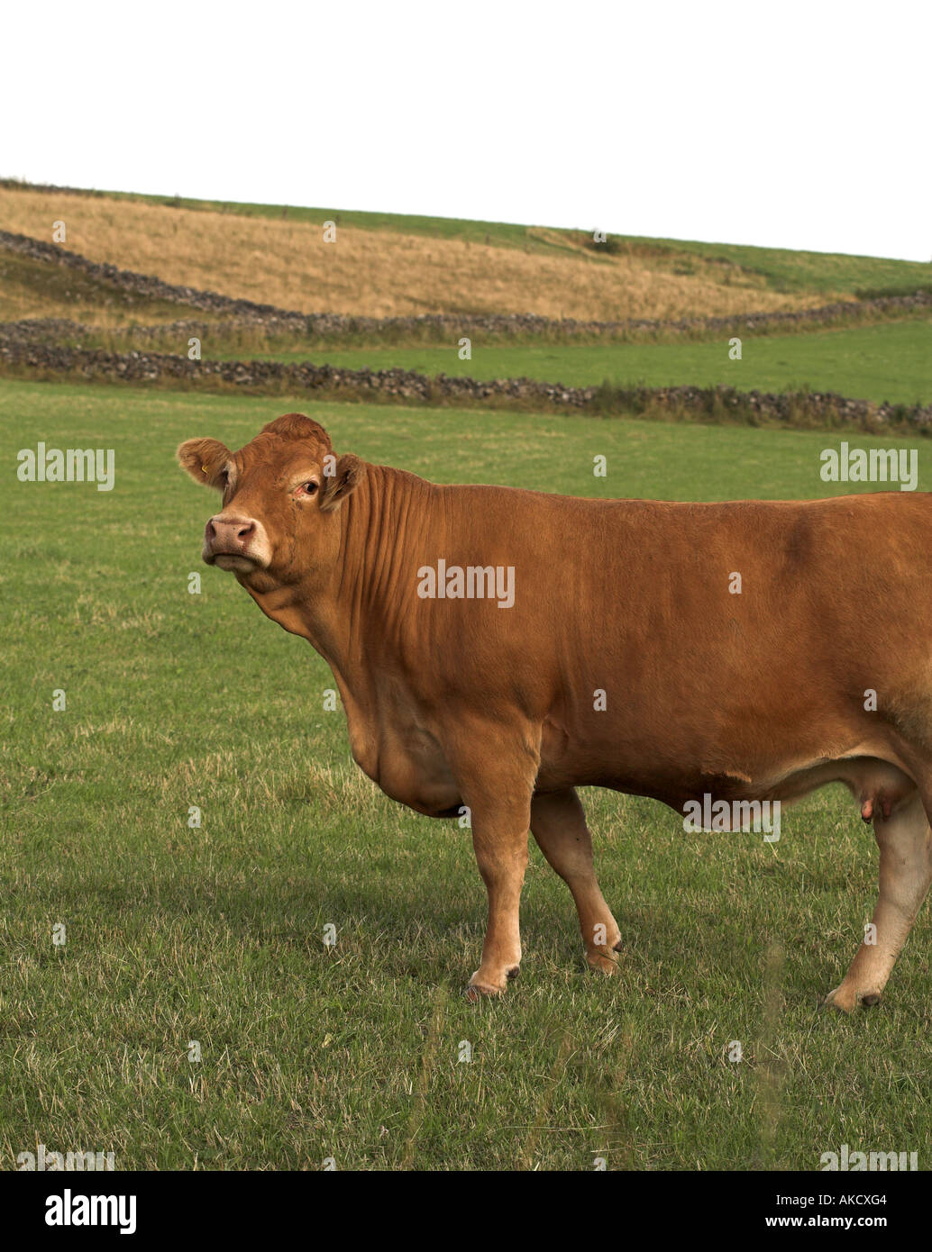 Dreiviertel-Ansicht einer Devon rote Kuh Stockfoto