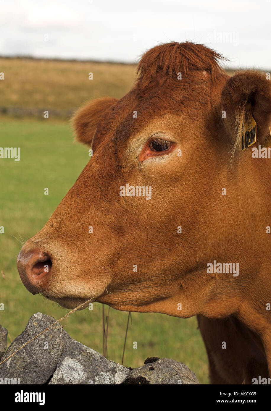 Portrait einer Devon rote Kuh Stockfoto