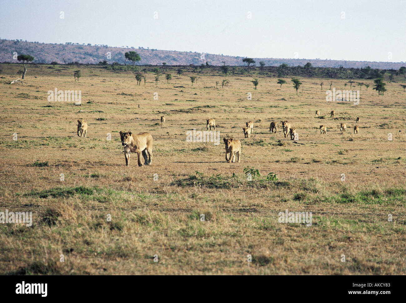 Sechzehn Löwinnen und jungen bewegt über offenen Grasebenen Masai Mara National Reserve Kenia in Ostafrika Stockfoto
