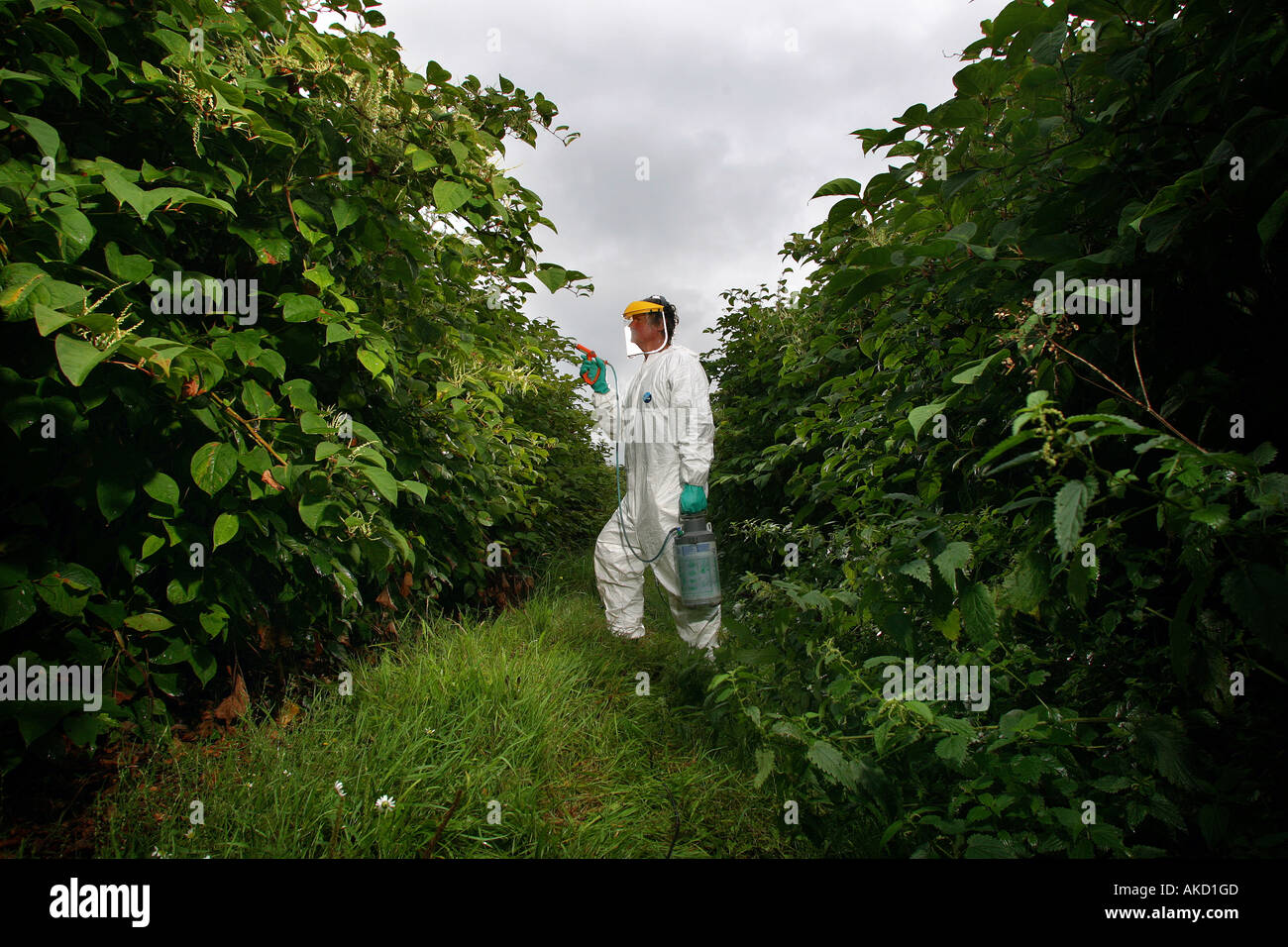 Ein Schädling Beseitigung Experten Gifte Japanischen Knöterich in Cornwall England UK Stockfoto