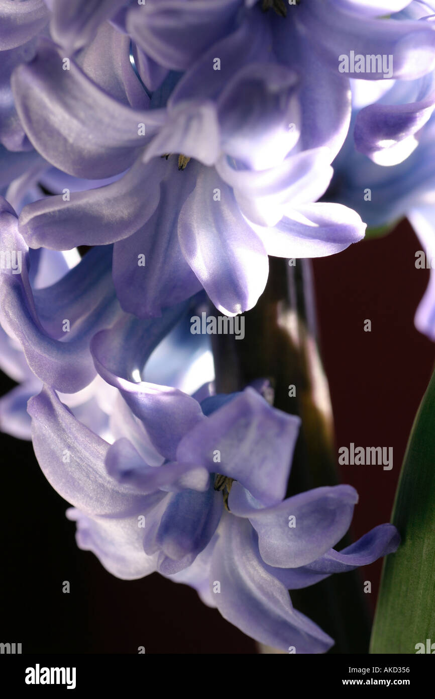 Hyacinthus. Makroaufnahme von powder blue Hyazinthe Blume Stockfoto