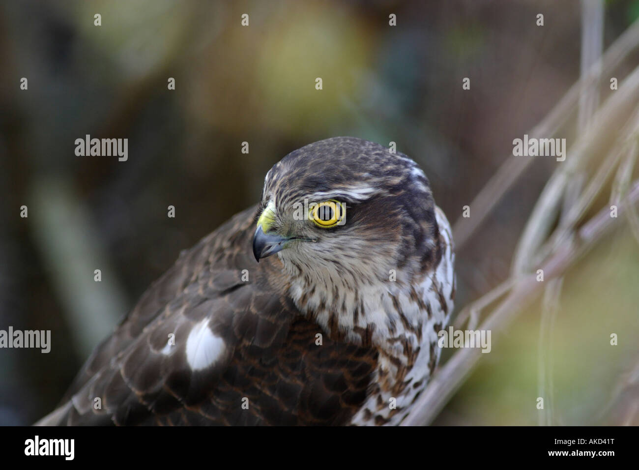 Sperber (Accipiter Nisus), ein Raubvogel, der kleine Vögel, zum Beispiel Singvögel jagt. Nahaufnahme des Kopfes. Stockfoto