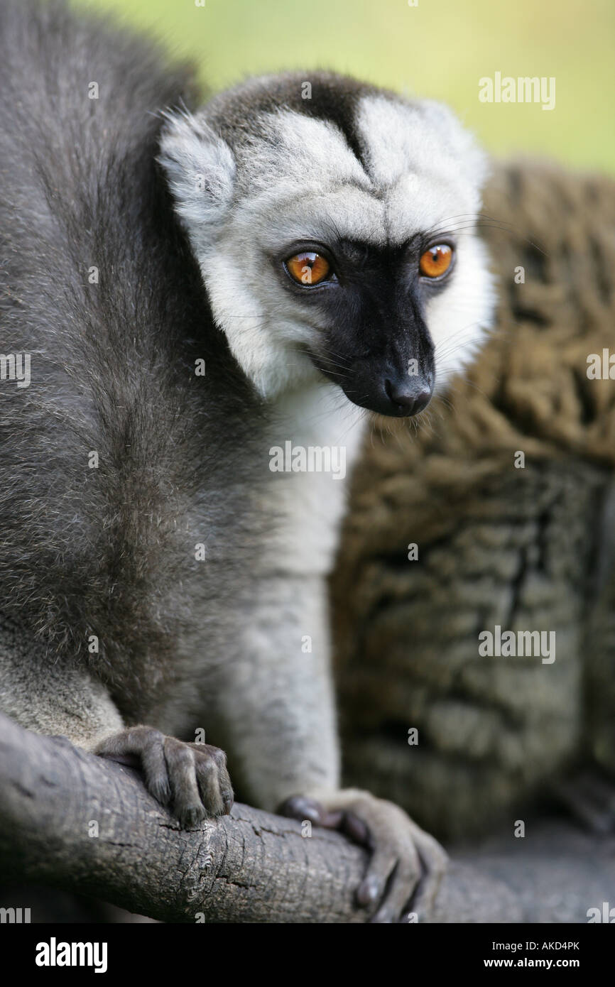 White-fronted brauner Lemur - Eulemur albifrons Stockfoto