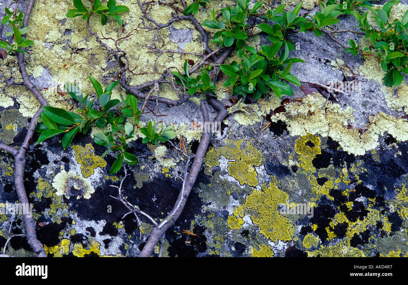 Pflanze wächst auf Stein Stockfoto