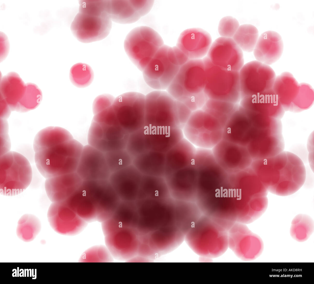 hell beleuchtete Erythrozyten auf weißem Hintergrund unter dem Mikroskop  Stockfotografie - Alamy