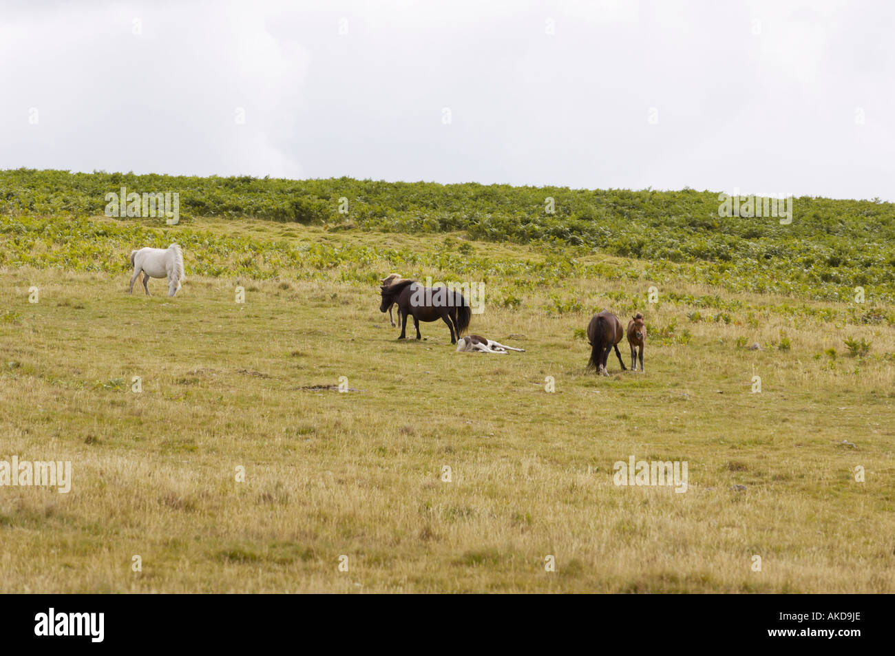 Dartmoor Ponystuten mit ihren Fohlen im Dartmoor Nationalpark. Devon UK Stockfoto