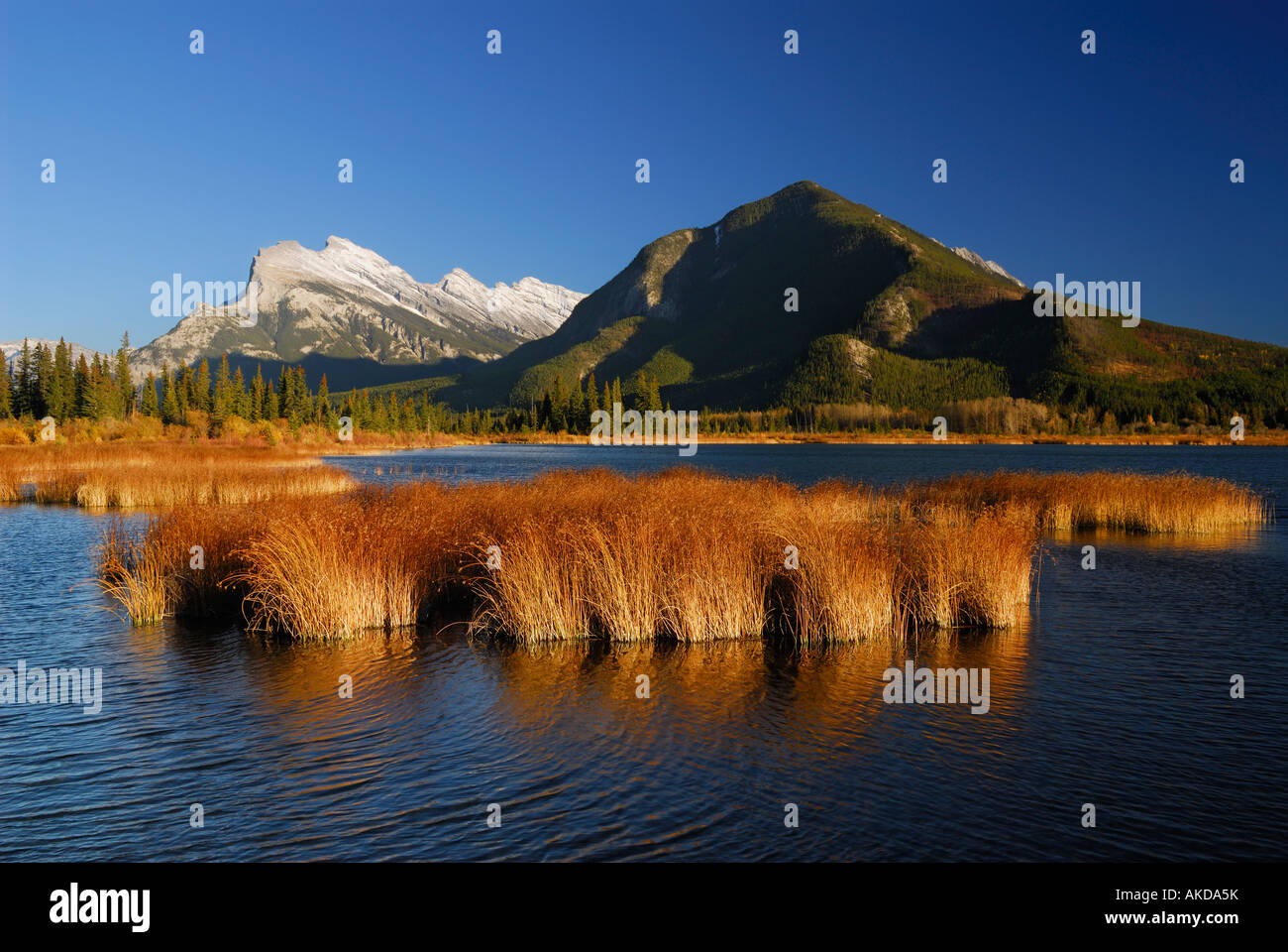 Abendlicht am goldenen Schilf am dritten Vermillion Lake mit Mount Rundle und Sulphur Mountain Banff Nationalpark Rocky Mountains Alberta Kanada Stockfoto