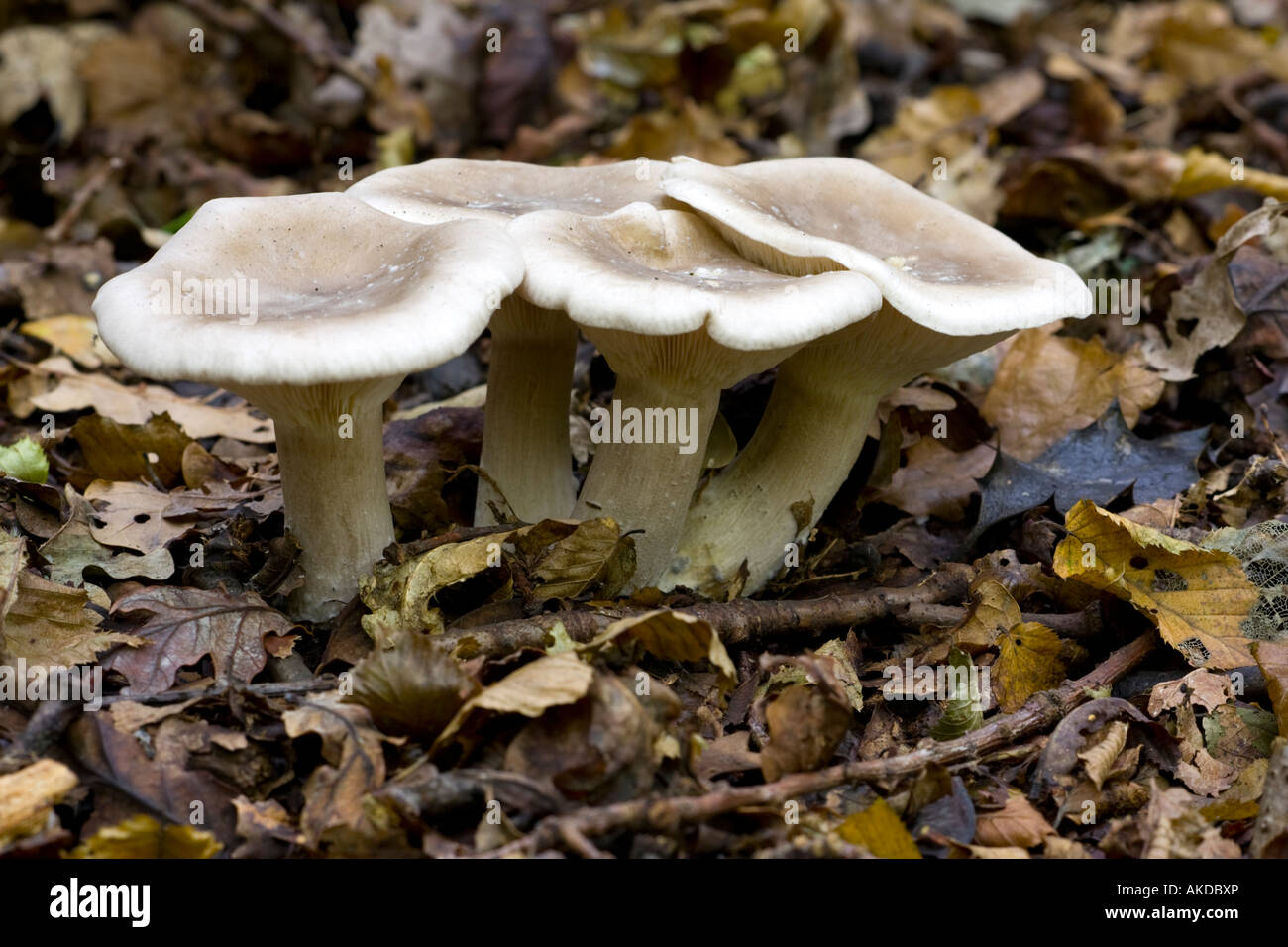 Chinierte Trichter getrübt Agaric Clitocybe nebularis Stockfoto