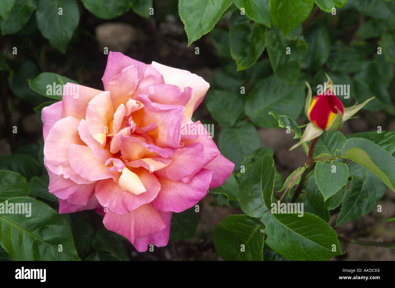 Rose Chiago Frieden Johnago Aberdeenshire Grampian Schottland, Vereinigtes Königreich Stockfoto