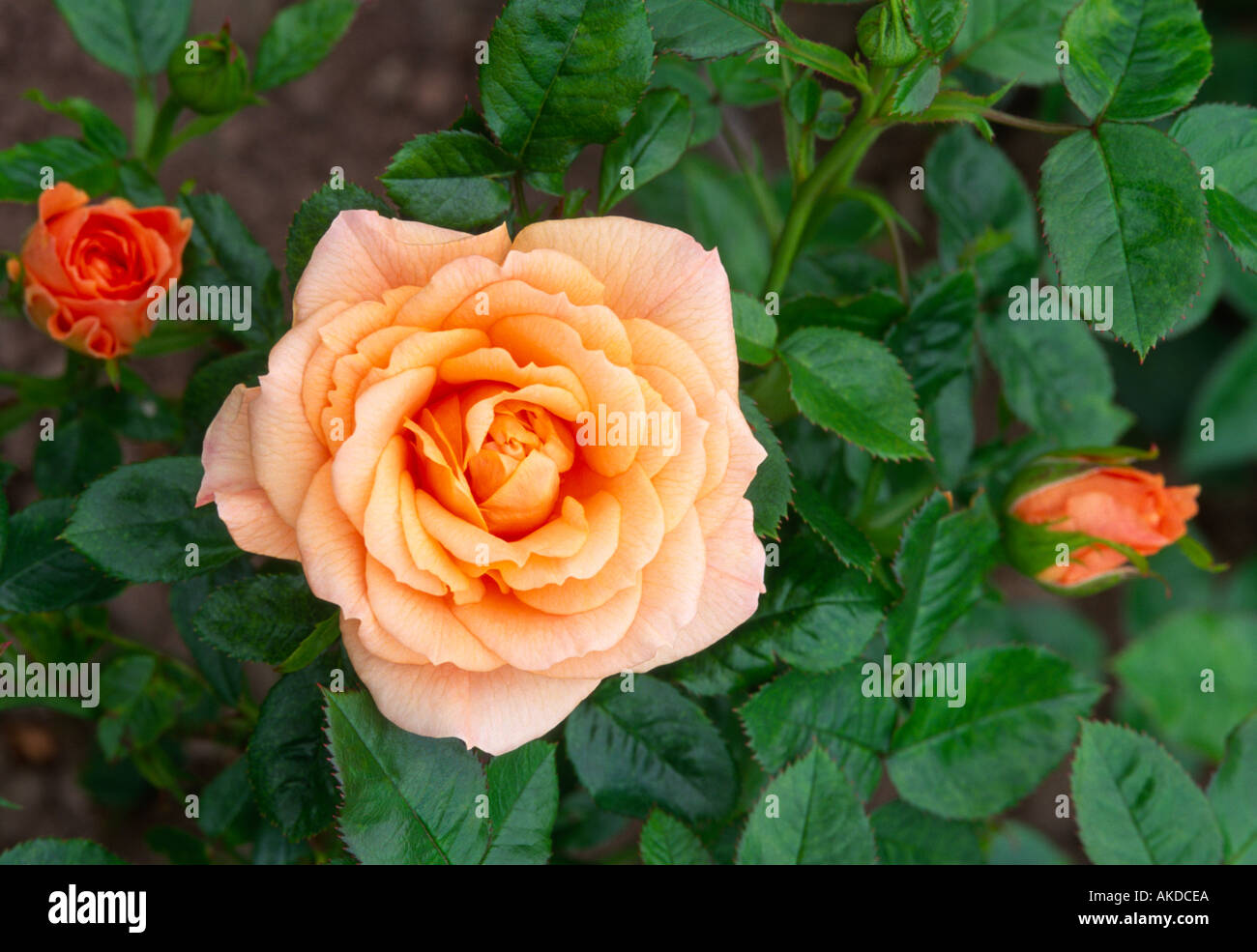 Rose, leuchtende Licht Aberdeenshire Grampian Schottland, Vereinigtes Königreich Stockfoto