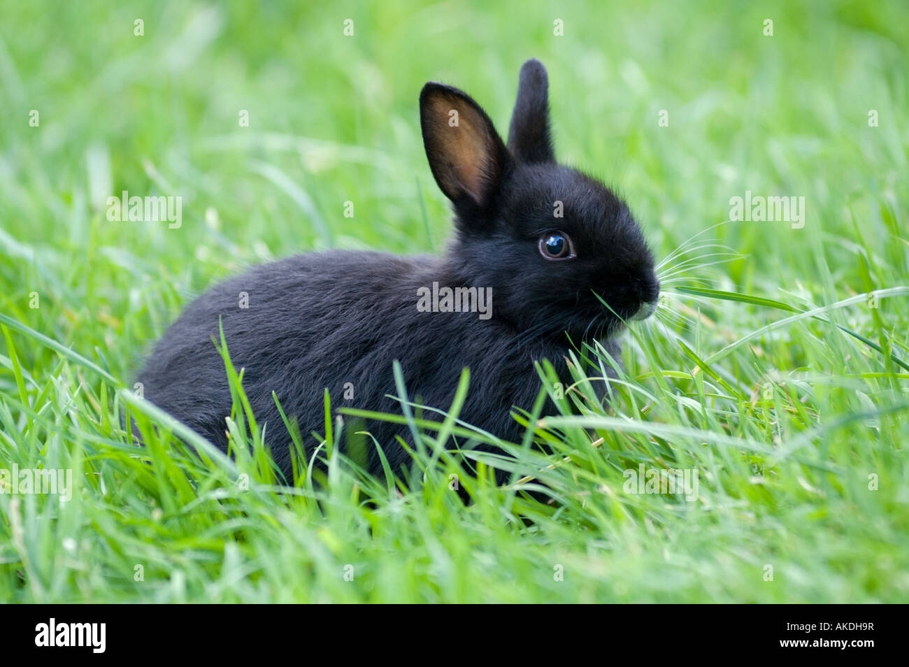 Kaninchen in Grasgrün Stockfoto