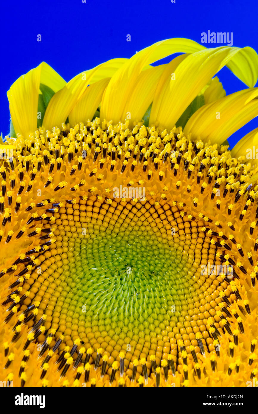 Detail einer riesigen Russiansunflower Pflanze. Stockfoto