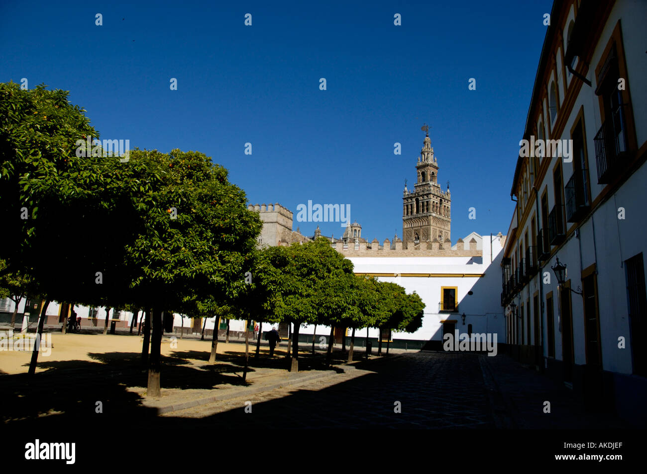 Spanien Andalusien Sevilla die Giralda Turm und Orangenbäume im Frühling vom Patio De Las Banderas Stockfoto