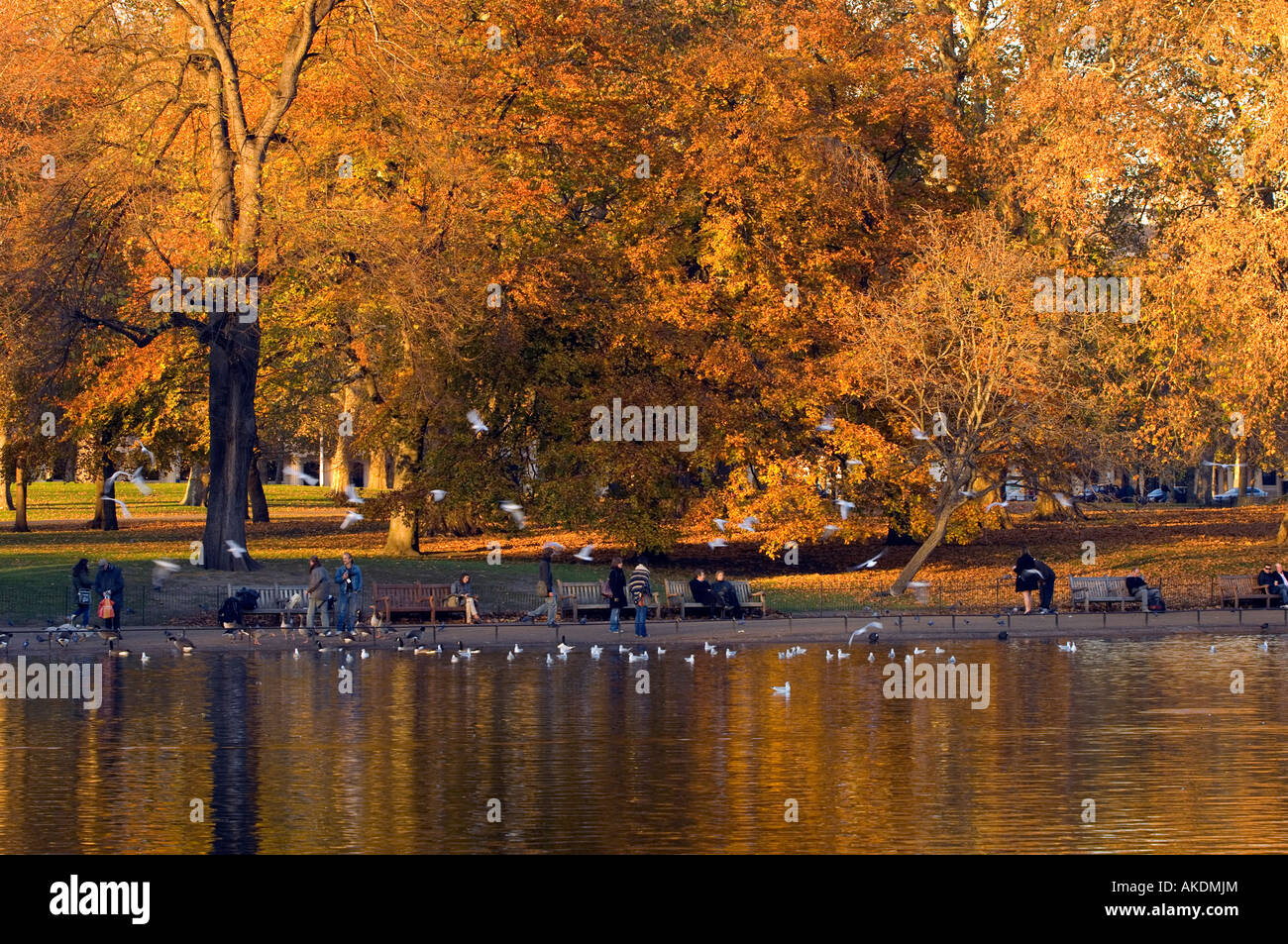 St. James Park am späten Herbstnachmittag London Vereinigtes Königreich Stockfoto