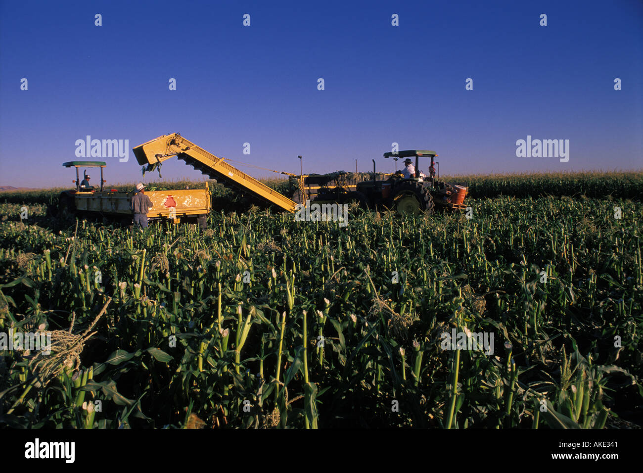 Maisernte Stockfoto