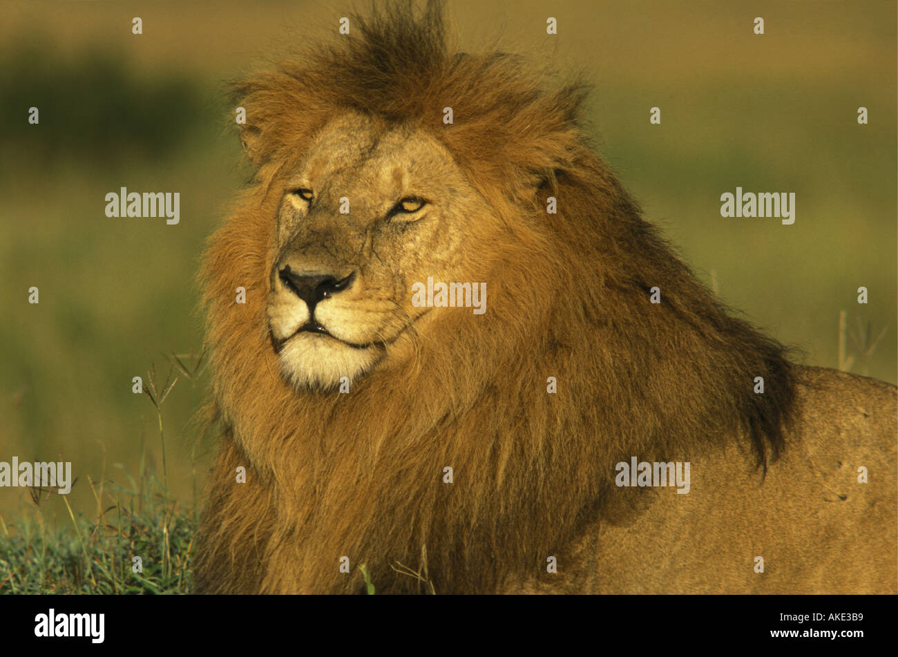 Porträt von erwachsenen männlichen Löwen in seinen besten Jahren mit riesigen goldenen braunen Mähne Masai Mara National Reserve Kenia in Ostafrika Stockfoto