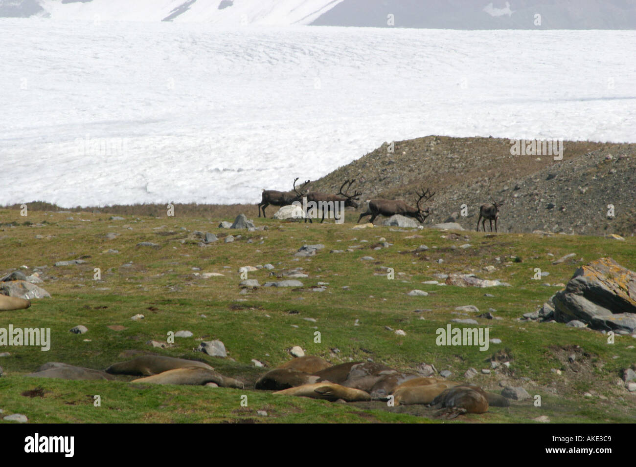 Rentiere laufen in der Nähe von King Pinguine Rookery in St. Andrews Bay South Georgia, der größte König Pinguin Kolonie in der Welt Stockfoto