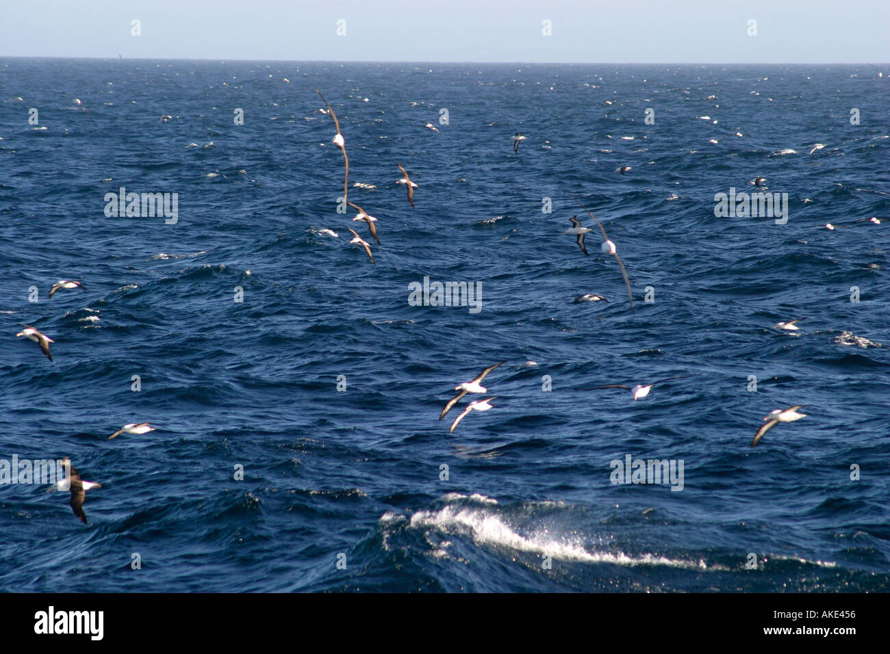 Schwarzen browed Albatros fliegen vor der Küste von Süd-Georgien-Insel, Antarktis Stockfoto