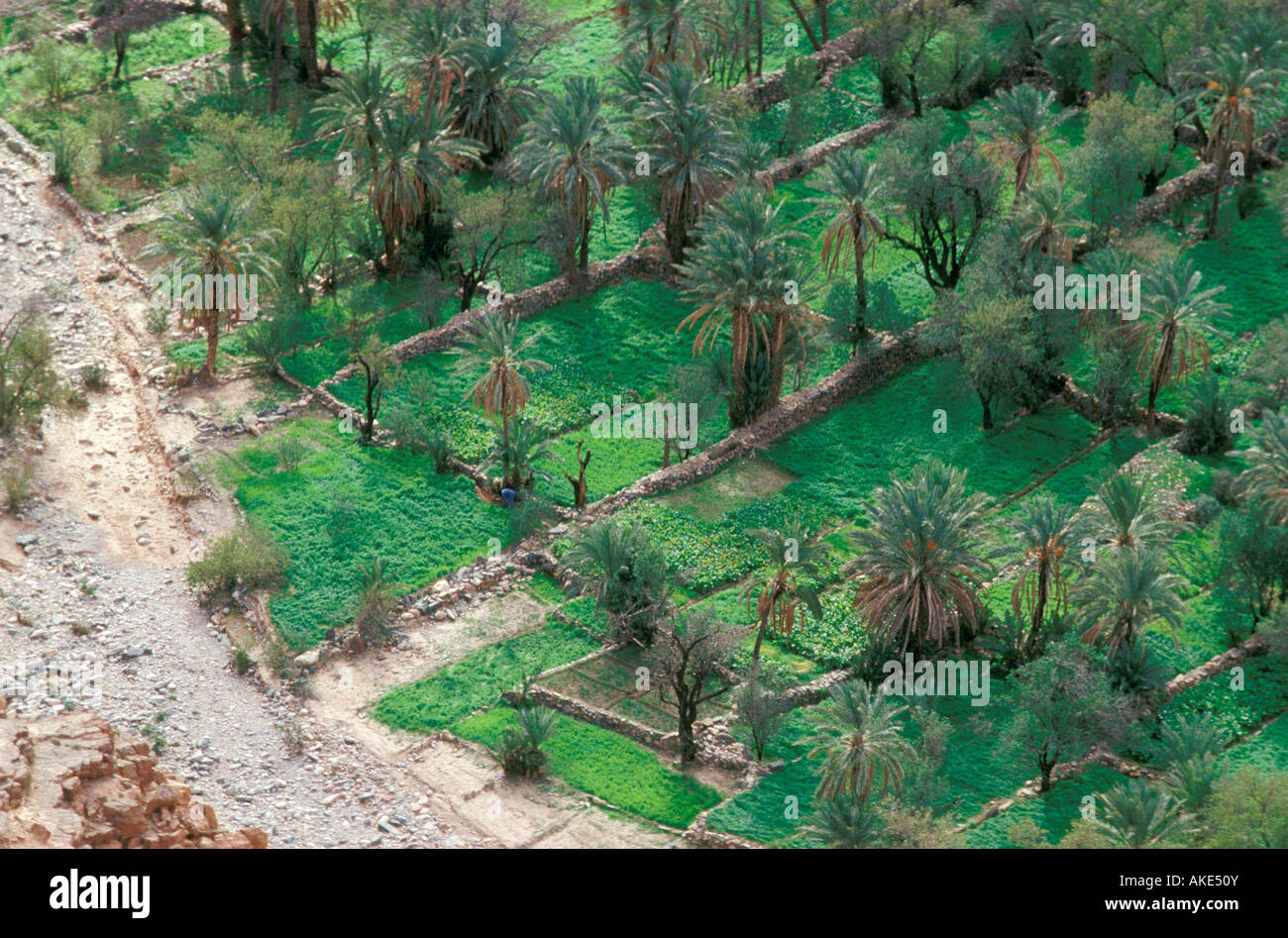 Oasis Palm Grove, Amtoudi, Marokko Stockfoto