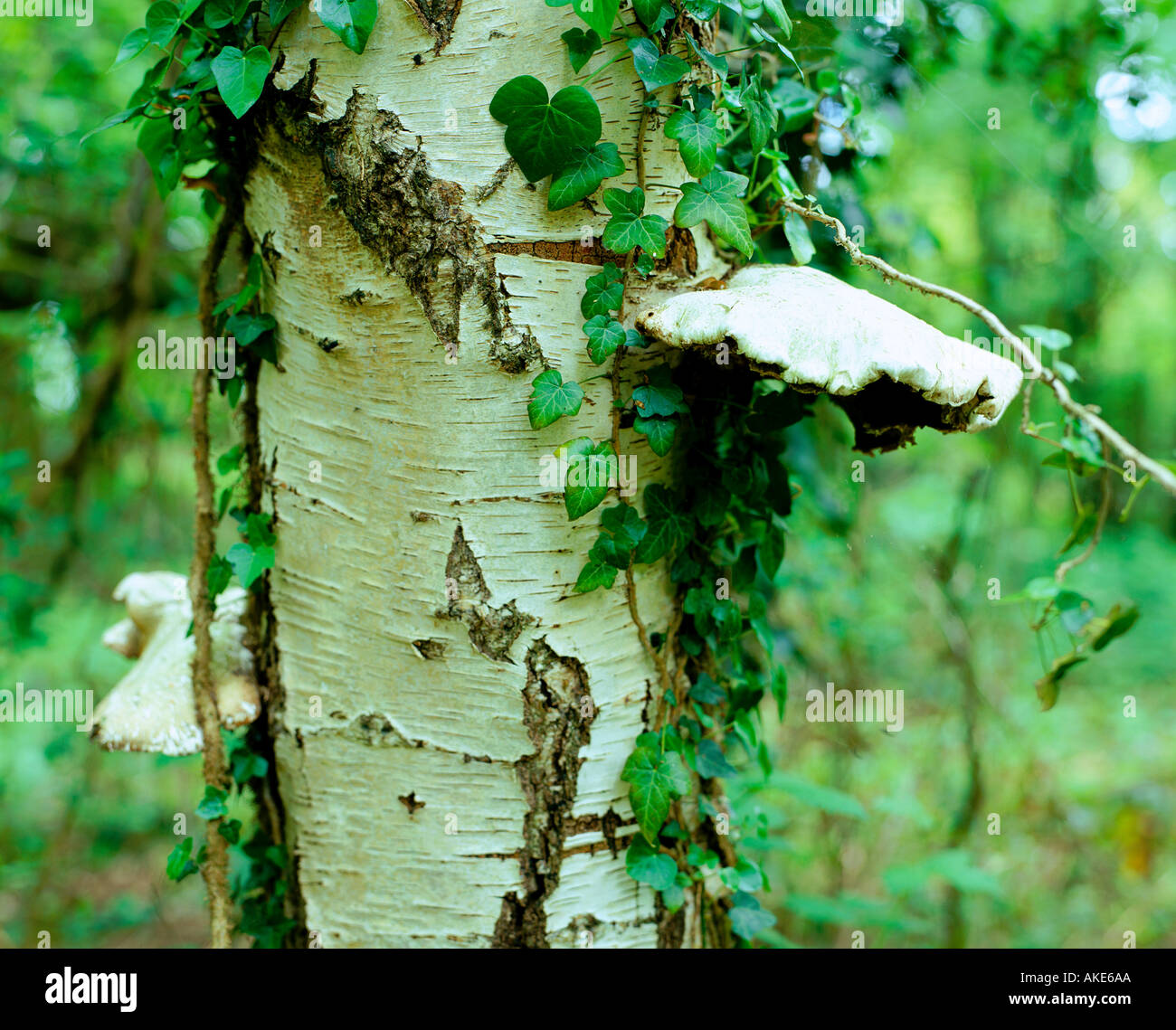 Pilze wachsen auf Birke Baumstamm Stockfoto
