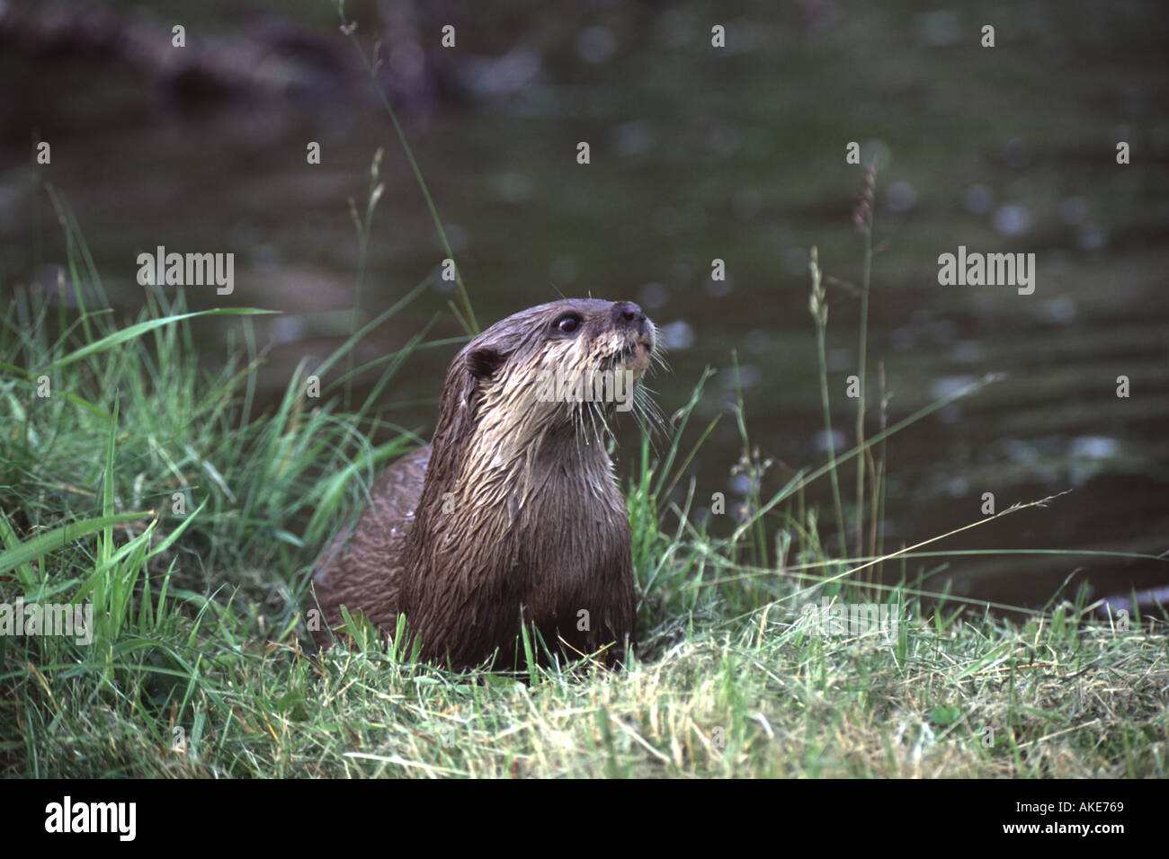 Orientalische kurze Krallen Otter, Amblonix cinerea Stockfoto