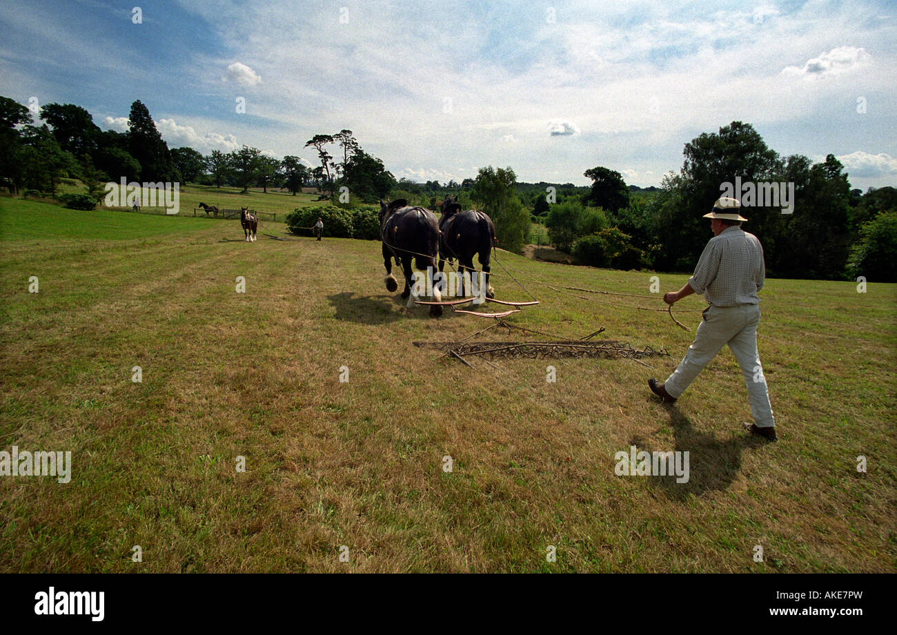 SCHWERE PFERDE ERSCHÜTTERNDE WILDBLUMENWIESE Stockfoto