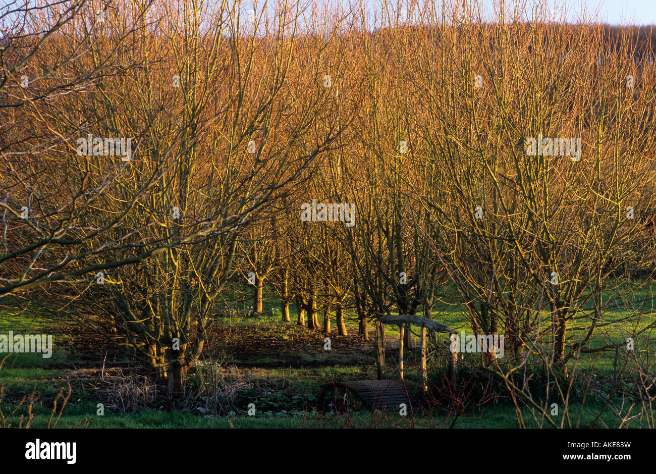 Mitchmere Farm Sussex kurze Allee der Feld-Ahorn beiderseits des Weges im winter Stockfoto