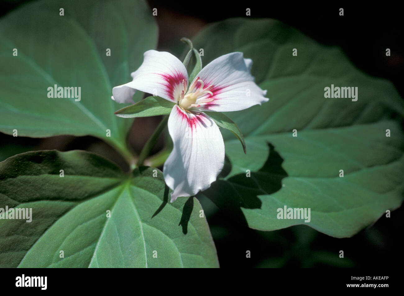 Trillium Undulatum, Great Smoky Mountains Nationalpark, usa Stockfoto