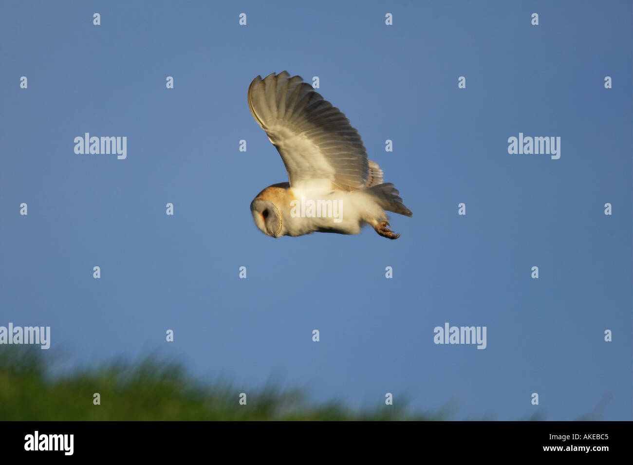 Schleiereule Tyto Alba im Flug jagen über River Bank Welney Norfolk mit blauem Himmel Stockfoto