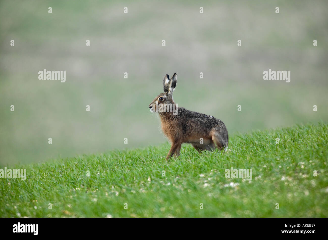 Brauner Hase Lepus Capensis Standortwahl im Mais Feld aussehende alert Therfield hertfrodshire Stockfoto