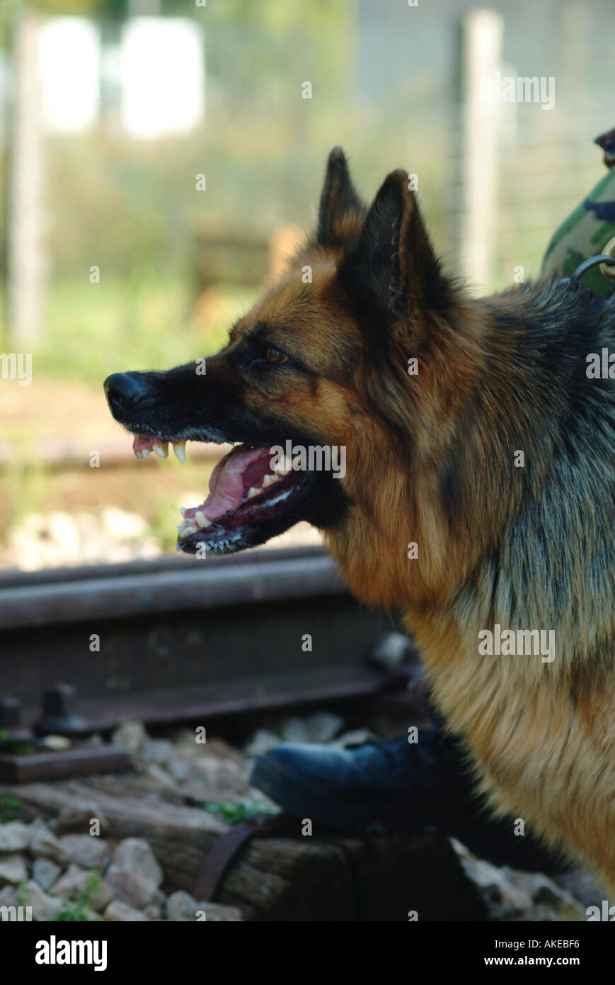 Elsässische Hund von der britischen Armee Hund zeigt seine Zähne Stockfoto